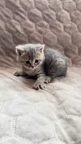 #funnycatsoftiktok😂😂😍cute #kitty #cats #kittens #fyp               