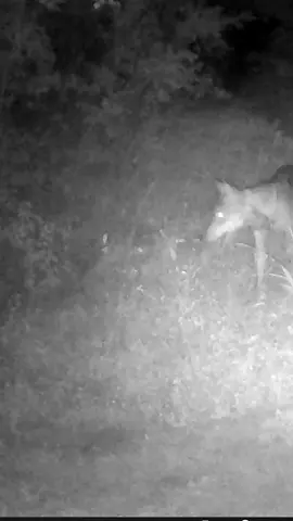 Lupo (Canis lupus italicus) iZeeker IG220 #izeeker #ig220 #lupo #trailcamera #trailcam 