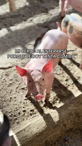 Ya se enteró! #fy #cerdos #porcicultura 