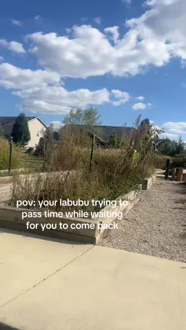 #labubu