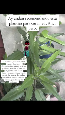 #kalanchoe #plantatoxica #cuidado #☠️ #☢️