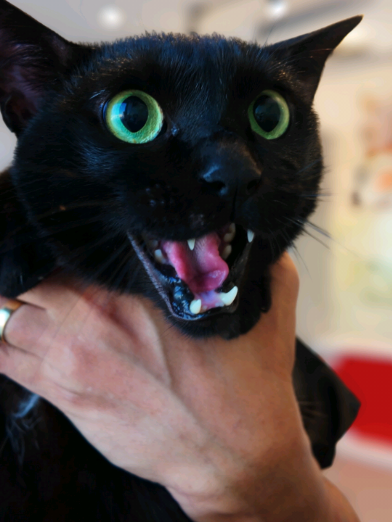This cat want's to see the meownager!!! 🙀 Saeed, a black domestic shorthair boy was a talker. He he wants to let the manager know of his complaints. He almost chose violence in the bath, but I'm glad I talked him out of it 😹.
