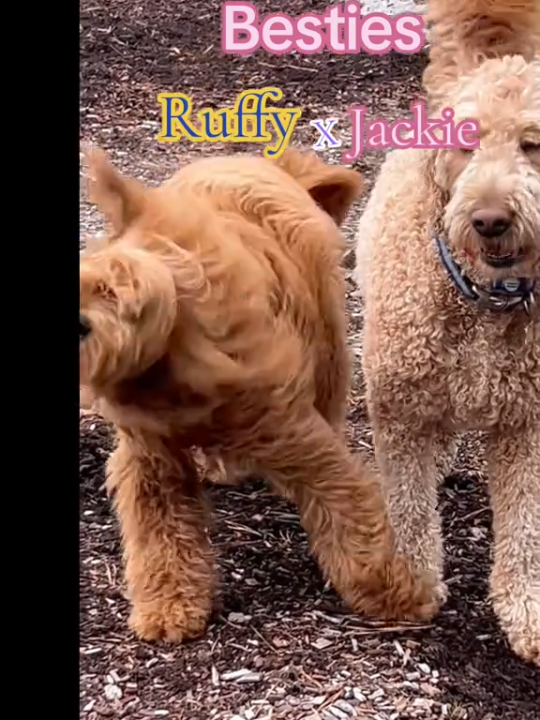 #hardacrepet #tictokchallenge #viral #ronkingdaley2 #ronkingdaley 