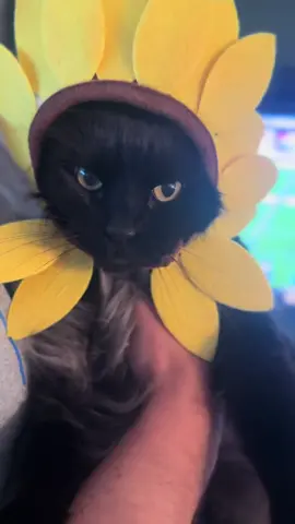 Salem is the most perfect little boy 😍🖤 #salem #blackcat #catsoftiktok #fyp #halloween 