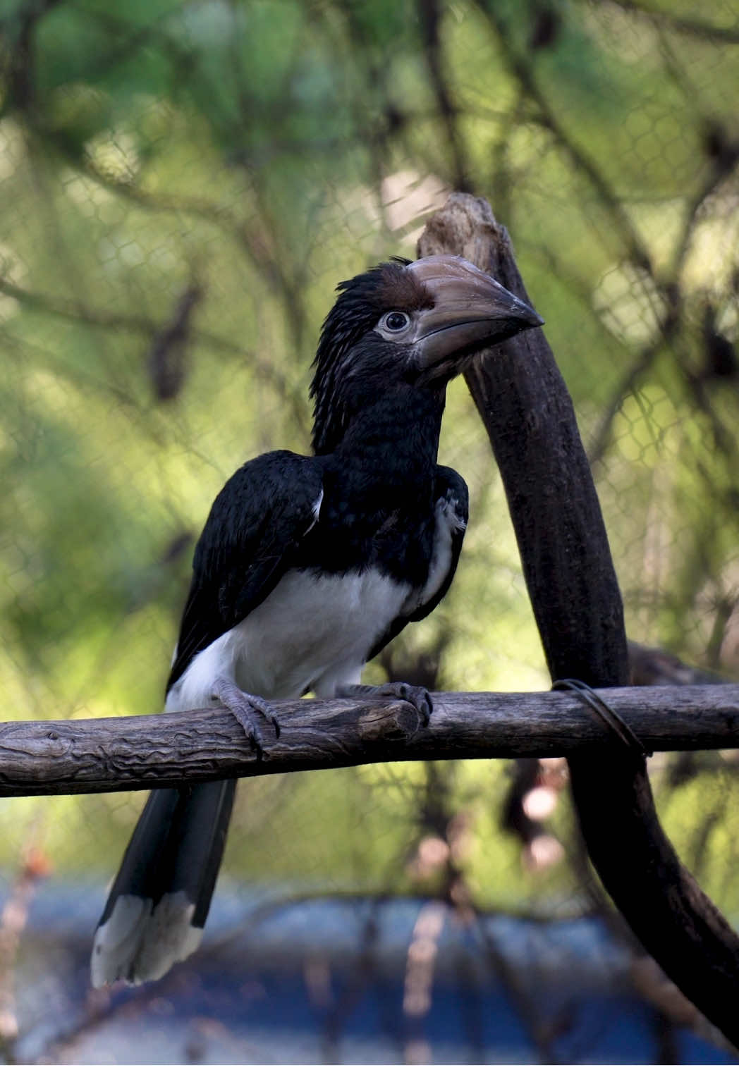 We’ve been keeping a secret 🤭 We’re so excited to share that our very first trumpeter hornbill chick has hatched! The chick arrived on August 2 and officially stepped out of the nest on October 3, and our team could not be happier to finally introduce this little one. Parents Ronnie and Jazz have been part of the GSC family since 2021, and this was their very first breeding season together. From the start, they’ve been a perfect match. Ronnie is bold and curious, while Jazz is calm and steady, and the two have been a joy to watch as they’ve grown together. “This was the first year the SSP recommended them to breed, and they are both first-time parents,” says Darcie. “Success with a first-time breeding recommendation, especially with first-time parents, is not always guaranteed. Ronnie and Jazz have both done a wonderful job following their instincts through this entire process. Ronnie has been self-sealed in her nest since the end of June, and Jazz has been extremely helpful by bringing her food and nesting materials. We are thrilled to have a new addition to this flock!” Trumpeter hornbills are native to central and southeastern Africa and are known for their trumpet-like calls and the casque on top of their bills. The species is in decline in the wild due to habitat loss. This chick’s arrival is an exciting success for both our animal care team and the AZA’s Species Survival Plan®, which helps maintain healthy, diverse populations in human care. Welcome to the world, little one. 💚
