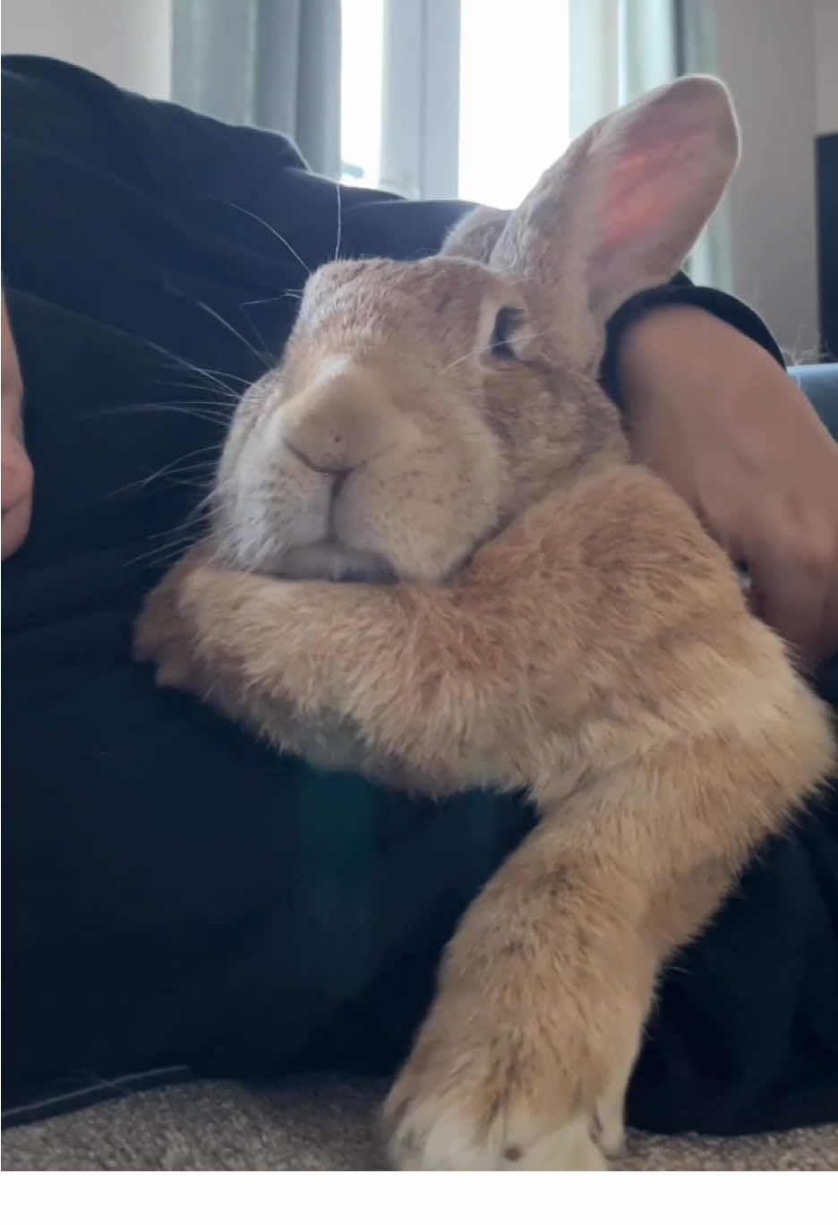 Must. Get. Closer. 🐰