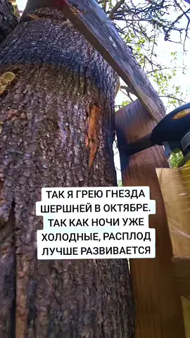 Занимаюсь своими любимыми шершнями #ВЫЖИВАНИЕ #ХУТОР #димьян #шершни 