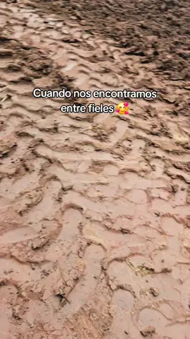 #firulais 