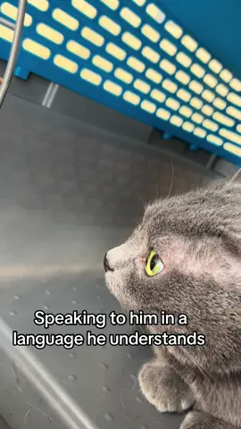 What better way to keep him from tweakin at the vet #chiikawa #cat #vet #hachiware #usagi 