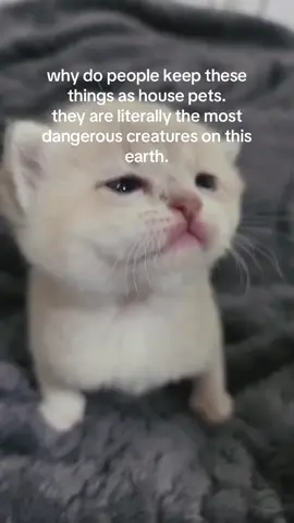 that sneeze couldve done irreversible damage if it were closer. #spirituality #kitten 