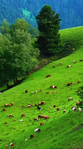 #unfrezzmyaccount #repostmyvideo #mostbeautifulplace #nelumvally #kashmirvalley 