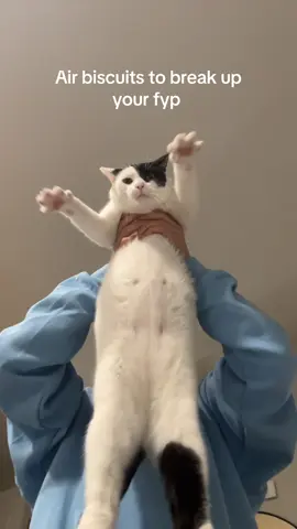 Air biscuits #air #biscuit #cat #fyp #biscuits 