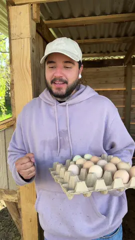 por fin tengo una gallina culecaaaaa, cecili boloco tendrá hijitos 