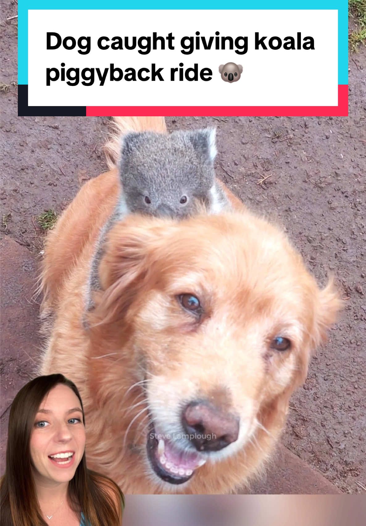 A golden retriever in Australia picked up a passenger: a baby koala. 🐨 They were separated and the joey was reunited with mom. 💜  📸 Steve Lamplough / Black Box Guild (photos are Steve's; video is representative of Steve's backyard wildlife) #koala #goldenretriever #dogs #animals #goodnews   