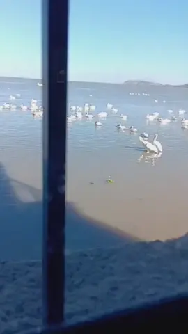 #fyp #jalisco #michoacan 