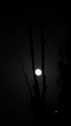 اسان انهي گمنام راهن تي ھلندڙ اُهي بدنصيب انسان آهين جنن لاي حسرتن کان سواء ٻيو ڪجهه به ناهي محبوب اسان جي لاي اهو فلسفو آهي جيڪو ڪڏهن به مڪمل ناهي ٿيو 🥺 #fyppppppppppppppppppppppp #foryoupageofficiall #reachdown #unfreezemyacount #growmyaccount 