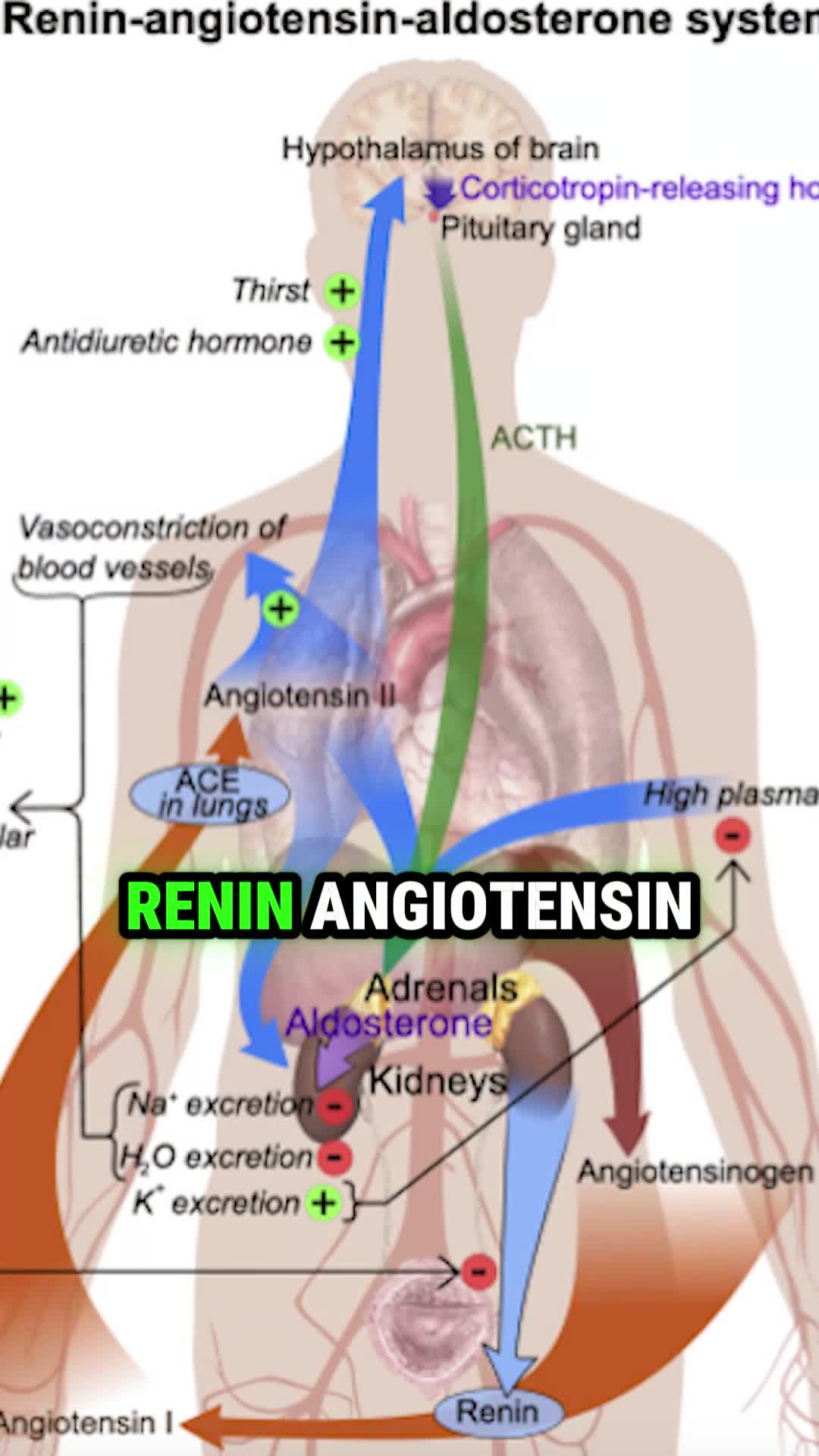 Cum ia decizii corpul tău, în fiecare secundă… Sistemul renin-angiotensin-aldosteron este una dintre rețelele prin care corpul tău răspunde la stres. Împreună cu sistemul „luptă sau fugi”, el decide: rămân sau fug? risc sau mă protejez? Totul pornește din hipotalamus, un centru de informații care integrează tot ce percepi: Ce vezi. Ce auzi. Ce simți în interior: foame, sete, teamă, dorință. Când îți e foame, hipotalamusul zice: „Trebuie să caut hrană în exterior.” Dar în exterior există și pericole. Așa că fiecare decizie devine un echilibru între oportunitate și risc. Așa funcționează biologia noastră – o conversație continuă între instinct, emoție și rațiune. Cât de mult contează pentru tine să previi, înainte să fie prea târziu? Pornesc într-un turneu național ISPM dedicat sănătății, prevenției și medicinei integrative! 👉 Accesează: doctorcezar.ro/evenimente pentru detalii despre orașe, locații și bilete. . . . #DoctorCezar #DrCezar #LuptaSauFugi #Hipotalamusul #Echilibru #Interior #Sanatate #Preventie #StilDeViata #IatiSanatateaInPropriileMaini #foryou #fyp