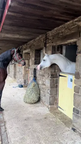 Sultan AL-HIJA#صلوا_على_رسول_الله #بطل_عزيم #خيل_عربي_اصيل #arabian_horse #foryouuuuu 