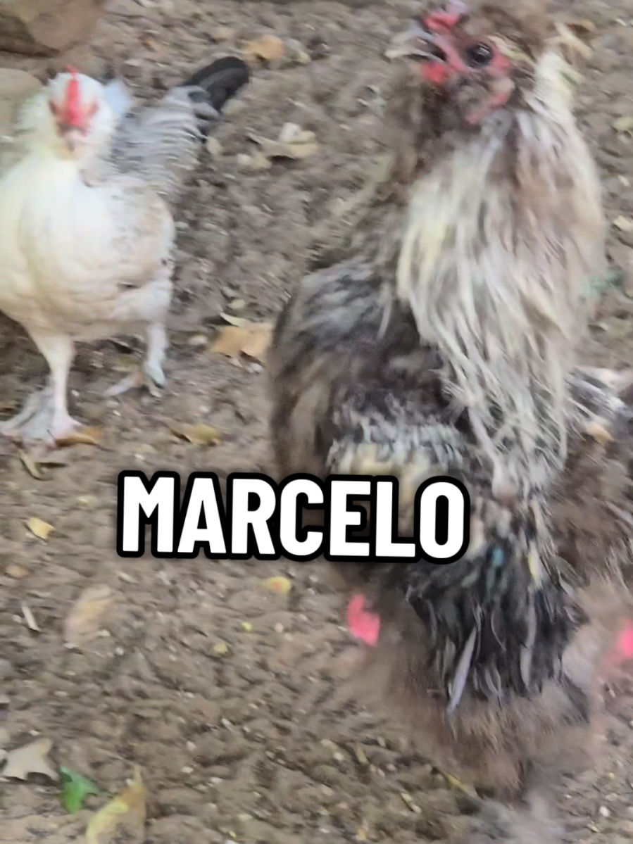 Respuesta a @estrellitasolitaria151 ¿HANDSOME IT'S CALLING MARCELO 🤭?¿DÓNDE ESTÁS 😎MARCELO?#marcelo #lachicapoderosa💞 #rooster #chicken #fyp 