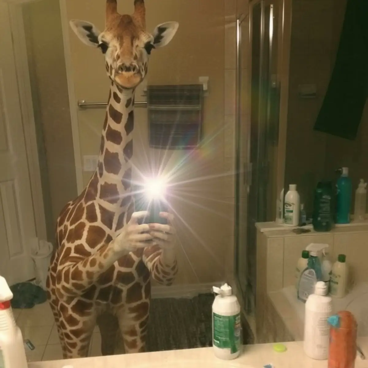 #giraffe #funnyanimals #fyp #Viral #tiktokmeme 