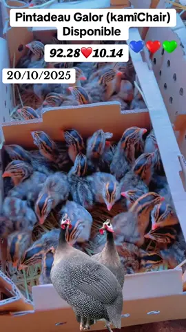 #agriculture #elevage #malitiktok🇲🇱 #aviculture 