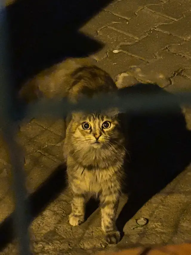 #cat #cats #straycat #catlover #fypシ゚ 