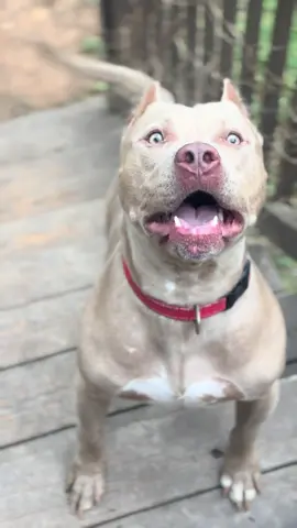 #happydog #dogsoftiktok #xyzbca 