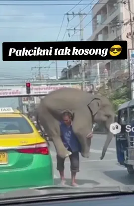 Biasa org naik gajah,ni gajah naik orng,apa citer guyss