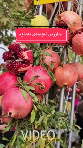 حازرن بۆ ڤیستیڤالەکە#بەمزوانە #خورماڵ #هەلەبجە #halabja #هەلەبجە 