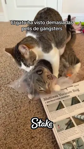 El gato ha visto demasiadas pelis de gángsters 💀💀💀