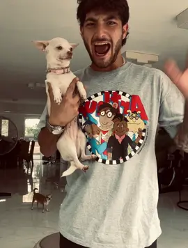 nikki is very lovely 😂 #pet #foryou #PetsOfTikok #fypシ゚ #chihuahua 