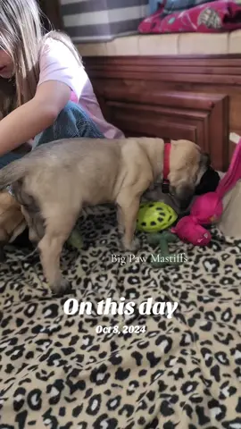 🐶🐾🐶#englishmastiff #nc #bigpawmastiffs #mastiff #puppiesoftiktok 