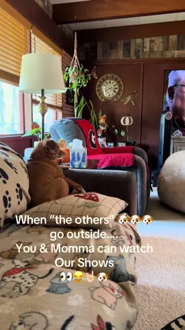 GIDGET 🩷🤪 #dogmom #truecrime #chihuahua #dogsoftiktok #snapped 