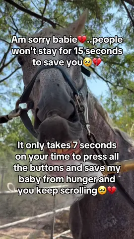 Every kind comment would mean a world to me #horses #shelter #sanctuary #animalsoftiktok #horselovers 