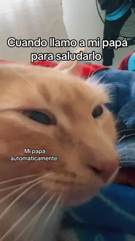 #humortiktok #humor #comedia #gatostiktok 