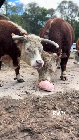 Happy cows ☺️🐮🎃#fyp #findreasonstosmile #miniaturehereford #minicows #ladyfarmerneedsacocktail 
