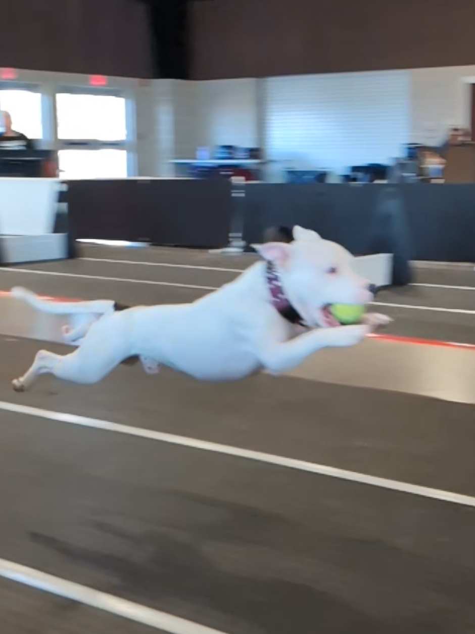 Like a bull in a fine China shop, Sumo the Staffy Bull plunges into the flyball lane. He's such an intense, incredible dog!  #sportstafford #sportstaffy #staffordshirebullterrier #flyballdogsoftiktok 