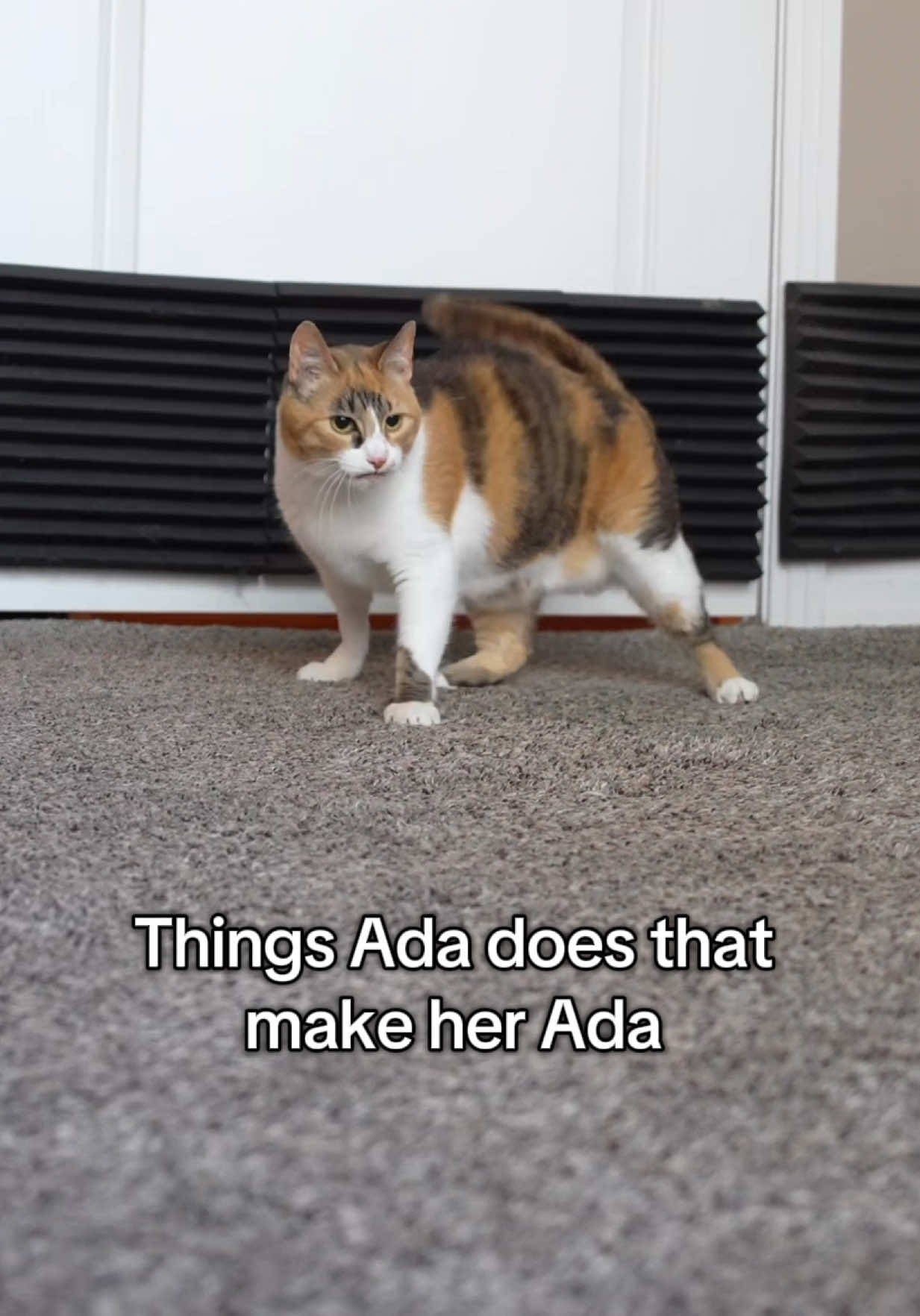 She’s honestly so relatable 🤷‍♀️ #wobblycat #calicocat #cutecat #cattok #catsoftiktok 