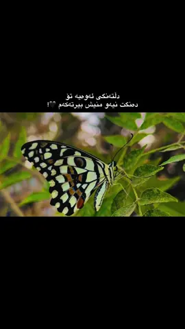 یادگارێکان بەبێ دەنگی دەمڪوژن. لە هەر گۆشەیەڪدا سێبەرەڪەت لە خەونمدایە لە هەموو ساتێکدا دەنگت بە گوێمدا دەچرپێنێت.ڕۆشتنی تۆ کوتایی چیرۆڪەڪە نەبوو،سەرەتای ئازارێڪ بوو ڪە ڪۆتاییەڪەی نادیارە،هەموو شتێڪ لە دەوروبەرم بانگت دەڪات بۆنەڪەت ڪە هێشتا بە یادەرەوریمەوە لڪاوە،نیگاڪانت قسەڪانت،تەنانەت بێدەنگیت،هێشتا لە ناومدا دەژی،تـۆم لە دەست دا بەڵام یادت وای لێ نـەڪردم بدۆڕێم،وردەڪارێڪانت هەر  وەک ئەوەی ون نەبووبیت وەڪ ئەوەی هێشتا لێرە بیت،لەبیرم نەچووە و هەوڵم نەداوە لە بیرم بچێت،هـەموو شتێڪ لەبارەی تۆوە شایەنی ئازارە بیرت دەڪەم ڵـەگەڵ هەر پێڪەنینێک ڪە لە پێڪەنینی تۆ دەچێت ڵـەگەڵ هەر شەوێڪ ڪە بەهۆی نەبوونی تـۆوە درێژ دەبێتـەوە، ڵەگەڵ هەر وێنەیەڪ ڪە لە دەرگای یادگارێڪانمان دەدات لە ڪاتێڪ ئارام و بێدەنگم،بیرت دەڪەم لە هەموو خۆشێڪانی ژیانمدا هەست بە بۆشایی نەبونت دەڪەم،لە خەم و دڵتەنگیەڪانمیشدا بیری ئەو ڪاتانە دەڪەم ڪە تۆ تاکە پەناگەم بوویت،ڕەنگە چیرۆڪی من و تۆ کۆتایی هاتبێت،بەڵام دڵم هێشتا لەوێیە،لە ڪۆتایی ماڵئاواڪردنماندا ئەوڪاتەی سەیری ڕۆشتنتم دەڪرد و نەمدەتوانی بە چرپە پێت بڵێم.بمێنەوە.سەرەڕای هەموو شتێڪ،بیرت دەڪەم..!🖤#tiktok #account #acc 