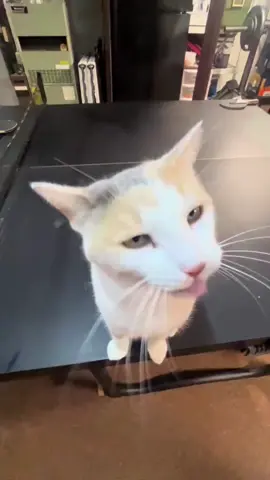do they know they exist #cat #catsoftiktok #silly #cats 