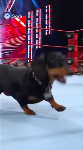 Me vs vacuum #WWE #sora #dachshund #vacuum #aiviral 