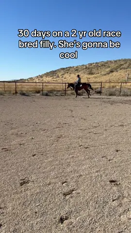 #horsetraining #horsemanship #coltstarting #cowboyshit #bzthorsetraining 