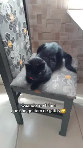 quer distância  #GatosDoTikTok #gatoslindos #gatosbonitos #gatos #gatospretos 