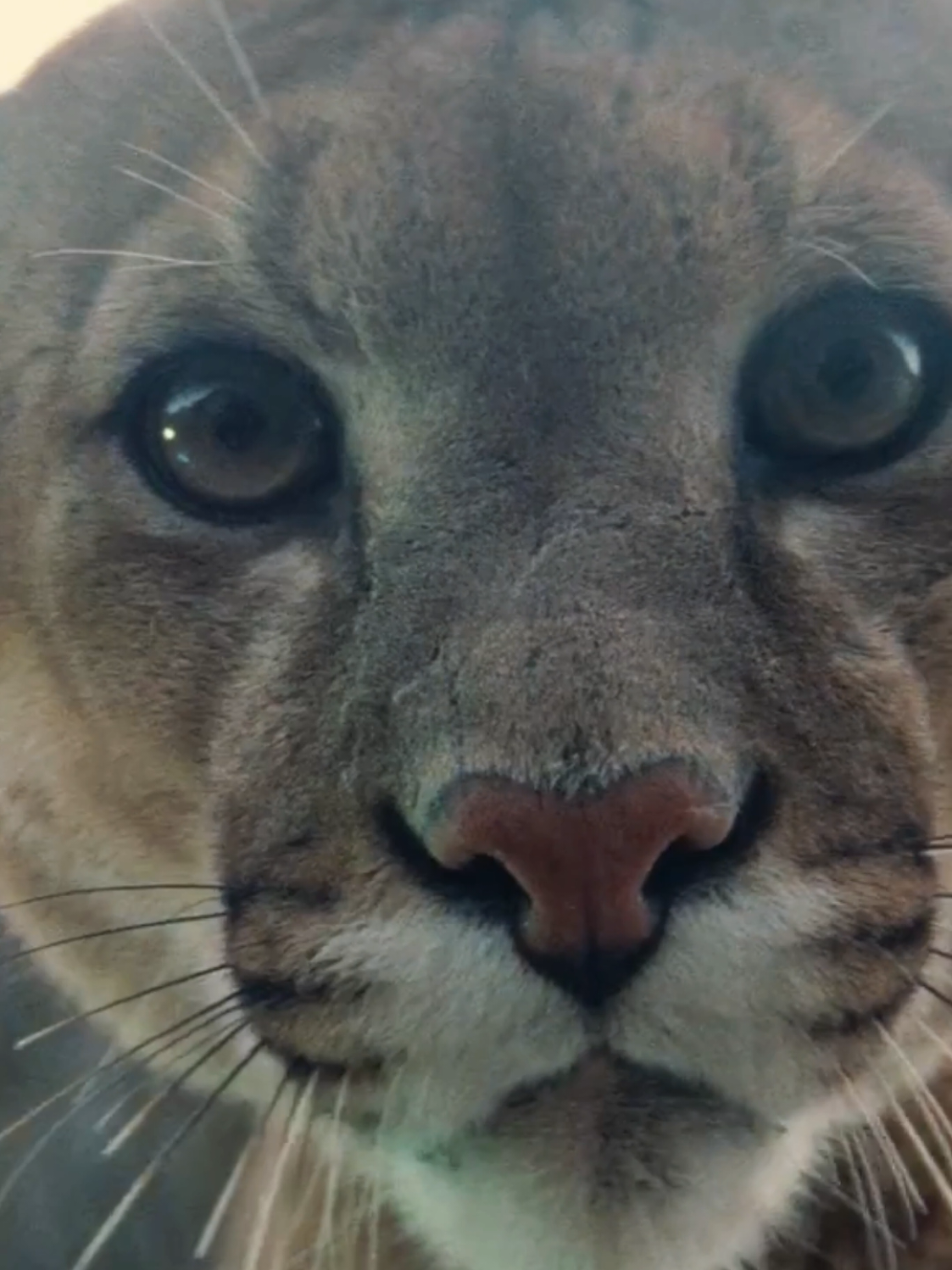 #animallifestyle #foryou #nature #puma #bear 