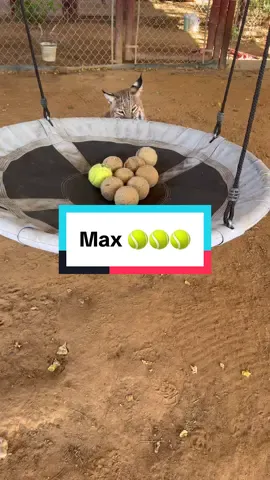 Max’s love of tennis balls is unmatched! 🎾 He might actually have a little bit of a hoarding problem.  And why does he remind me of a mother hen sitting on her eggs!  #daretocare #carerescuetexas #animalrescue #bobcat #hoarders   