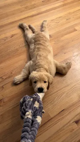 I just a baby dogggg #dogsoftiktok #goldenretrieverlife #goldenretrieverpuppy 