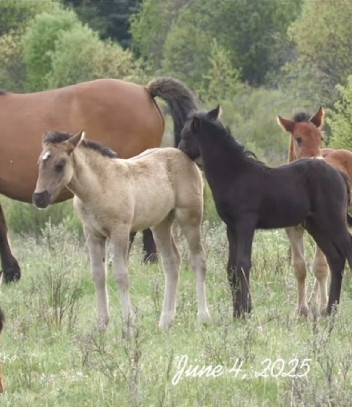 🥕 foaling around in sand wash basin :-) - dm for footage credits!  #horses #mustang #wildlife #horse #wildhorses 