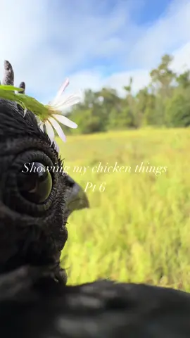 Next I’m going to show her that jet fuel can’t melt steel beams 👁️👄👁️ #chickensoftiktok #PetsOfTikTok #fyp #viral #fyppp 