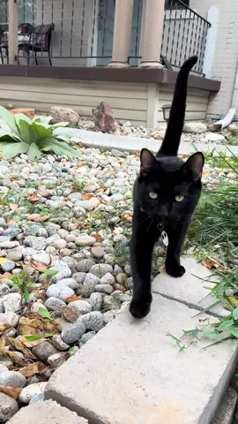 Went on a walk today and was greeted by the sweetest baby ever 😻 #blackcats #denver #catsoftiktok #cattok #catlover 