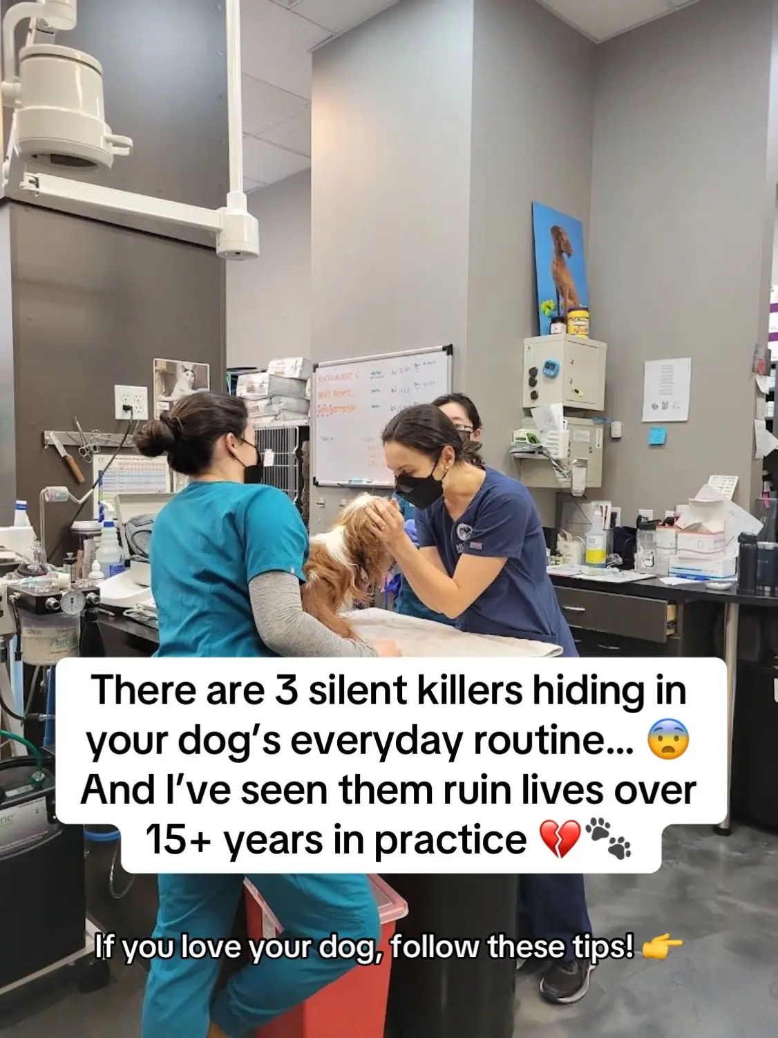 #doghealth #dogsoftiktok #dogtips #PetsOfTikTok 